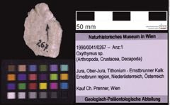 Foto (Objekt + Etiketten) von Oxythyreus sp. (NHMW-GEO-1990-0041-0267)